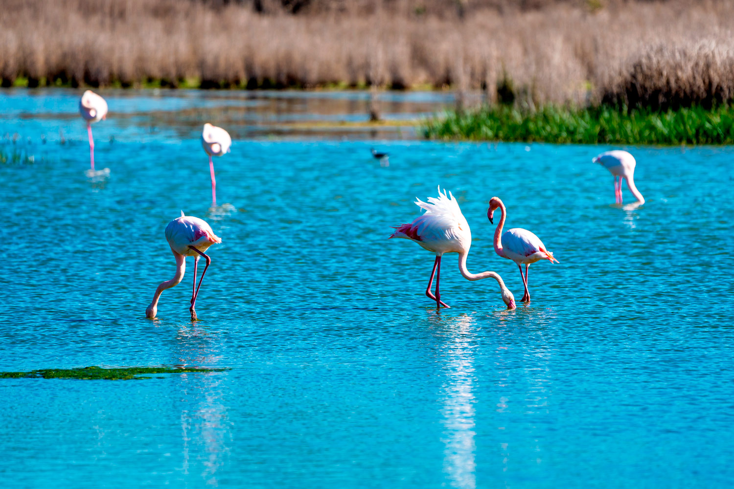 Laguna Fuente de Piedra a 6,7 km de Casa Rural Aire